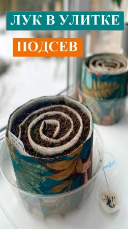 Лук на рассаду в УЛИТКЕ, подсев