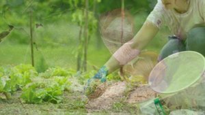 Виноградные улитки на участке: способы борьбы #виноградныеулитки #улитки #борьбасулитками