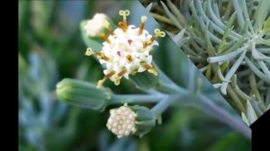 Senecio Serpens Plant Image