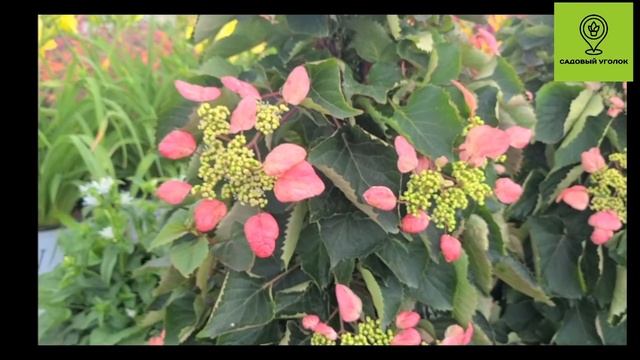 11 мая 2024 г. смотреть онлайн