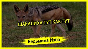 ШАКАЛИХА ТУТ КАК ТУТ. #ВЕДЬМИНАИЗБА ▶️ #МАГИЯ