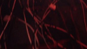 Видеоарт Увядание