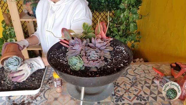 Diseño con Suculentas de Sol en Barbacoa / Jardín Suculento смотреть онлайн