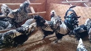 Обзор породы Павловское Серебро