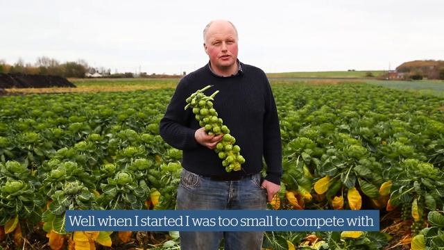 Organic Brussels Sprouts from Organic Dan смотреть онлайн