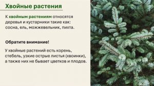 Видеоурок для 3 класса на тему "Разнообразие растений".
