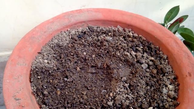 How to Grow Iceland Ficus from Cuttings // आईसलैन्ड फाईकस कटिंग से लगाए