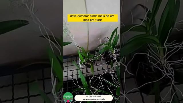 Orquídea Ionopsis e Ionocidium para colecionadores смотреть онлайн