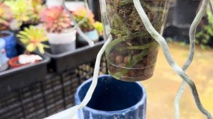 March 3, 2024花量多，根多和斑点银叶的枫之谷蝴蝶兰Phalaenopsis I-Hsin Maple Valley