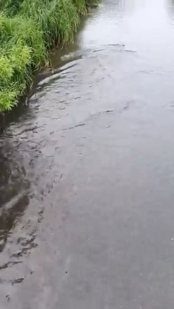 Горбуша и Медвежье дерьмо