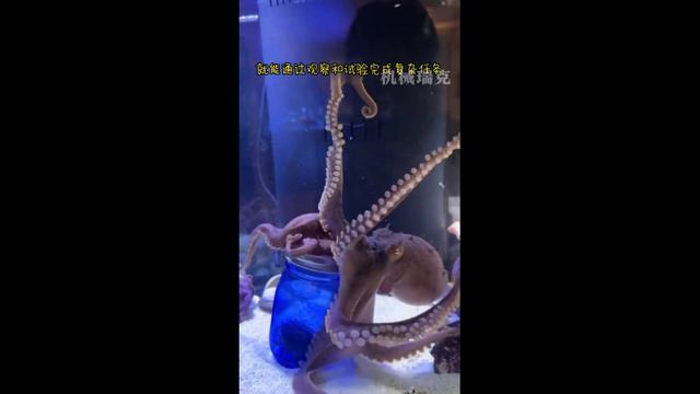 осьминожки