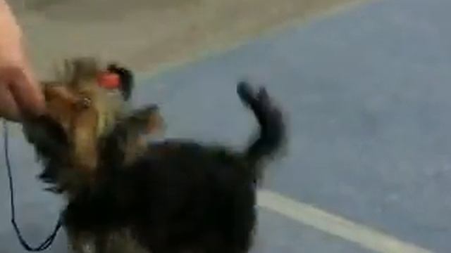 Manfred смотреть онлайн