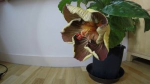 Hibiscus flower time-lapse  (Black Jack)