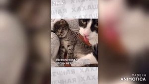 подборка мемов из тик тока - тик ток лучшие мемы