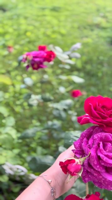 #краснодар #розы