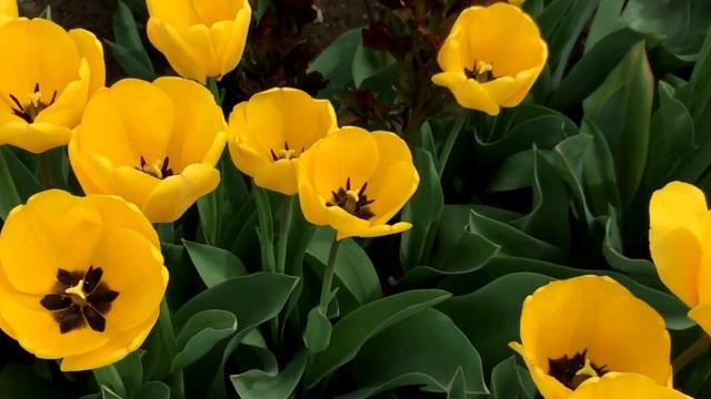 Ё раб маро Курбони дини Мустафо кун,мавлуди хело зебо,нашид سرود زيبا، يا رب مرا قربان دين مصطفي كن смотреть онлайн