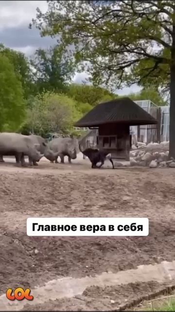 мотивация от животных смотреть онлайн