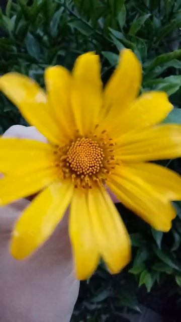 Wild yellow daisy.. Smells like honey! 😍😊 #daisy #flowers #nature #yellow #pretty #awesome #goodday смотреть онлайн