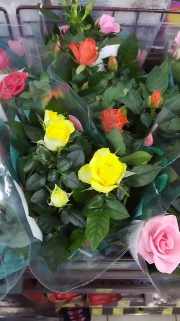 Изобилие красок🌈Весна🌞Кустовые домашние розы🌹🌹🌹 смотреть онлайн