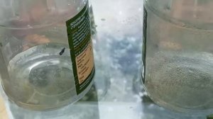 Борьба с серым долгоноском   вредителем смородины, крыжовника, йошты  Долгоносик на смородине