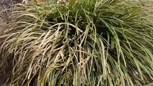 Осока Ice Dance