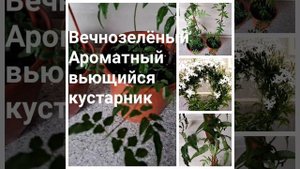Жасмин многоцветковый. Вечнозелёная лиана .