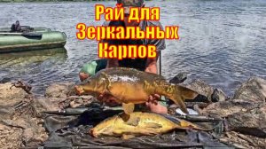 Рай для Зеркальных Карпов. Безумный Экшен.