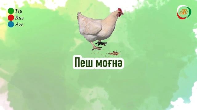 Tolışə zıvoni omutedəmon / Talış dilini öyrənirik - OTV(13 - nə dərs)