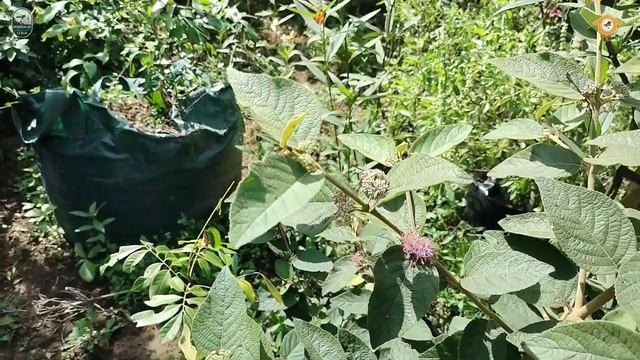 Beauty Berry Sumber Pollen Bagi Trigona Klaceng. Cocok Untuk Tanaman Hias Maupun Vegetasi Trigona смотреть онлайн