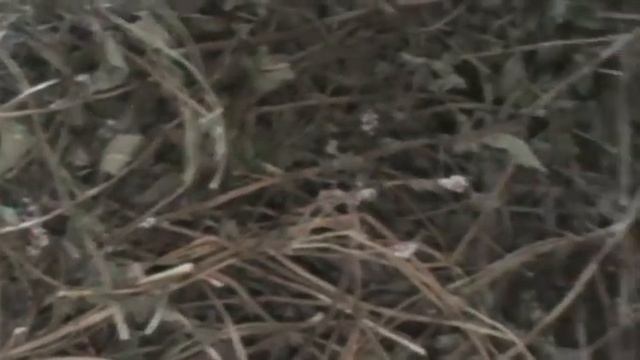 мята смотреть онлайн