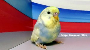 МИСТИ вышла из ГНЕЗДА 15.02.25 #ввп_чехи_попугаи #волнистыйпопугайчик #птенец