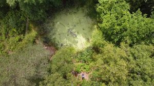 Flying Through Trees | Cinematic DJI Mavic Mini Drone Footage | 1080p 60fps ND Filter (ND8) | Fores