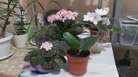 ВАЖНЫЕ правила ПОЛИВА комнатных растений!