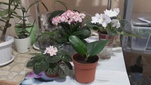 ВАЖНЫЕ правила ПОЛИВА комнатных растений!