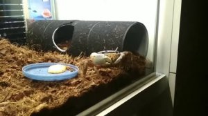 Мангровый краб Валера