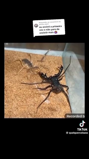 escorpião vs Aranha última