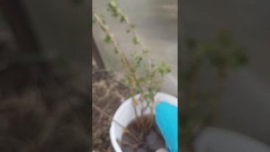 Что делать с саженцами сразу после получения?! Смородина окс и малина зкс