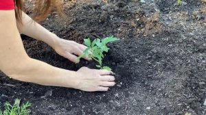 Tomato-Growing Secrets / Les secrets de la culture de tomates