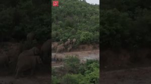 Стадо диких слонов на прогулке!