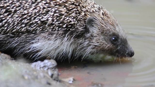 Белогрудый еж - Southern white-breasted hedgehog - Erinaceus roumanicus