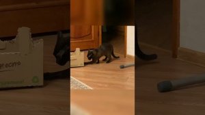 Максик и коробка🐈