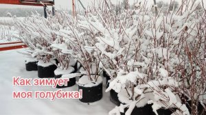 Как зимует моя голубика!