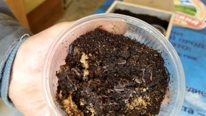 Коконы Калифорнийского Червя из Волгограда Часть 1