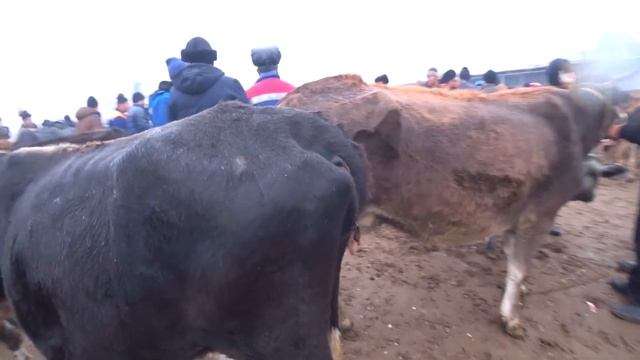 Kosonsoy tumani Tergachi juma bozori. Ona bola sigirlar  0 7 01 2022.