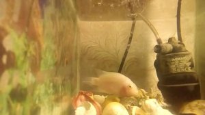 Рыба циклид