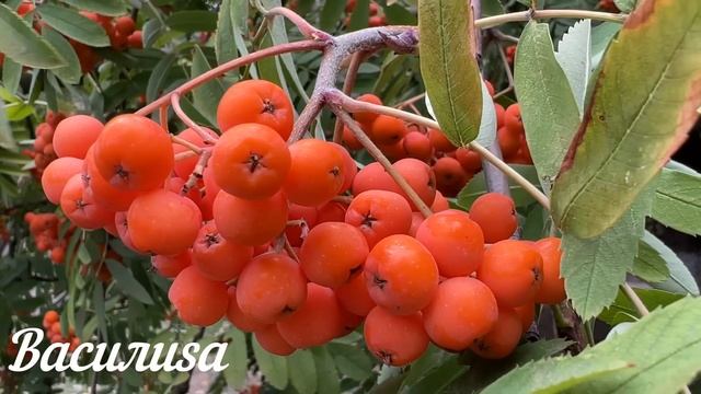 27 ноября Филиппов День. Что нельзя делать 27 ноября. Народные Приметы и Традиции Дня.