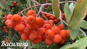 27 ноября Филиппов День. Что нельзя делать 27 ноября. Народные Приметы и Традиции Дня.