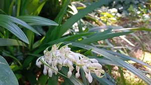 Ophiopogon Japonicus