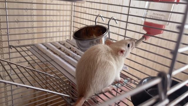 КРЫСА СМЕНИЛА ОКРАС 🐁 | Как могут поменяться окрасы крыс с возрастом на примере