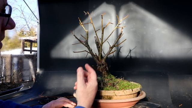 Pruning My Black Willow, The Bonsai Zone, Jan 2023 смотреть онлайн